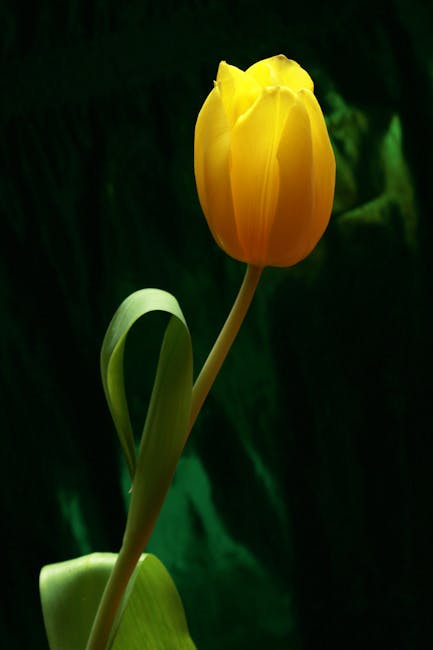 A fresh yellow tulip representing our friendly and welcoming customer outreach